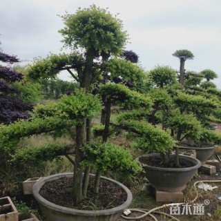 5公分造型赤楠