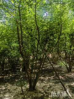 高度6500厘米丛生五角枫