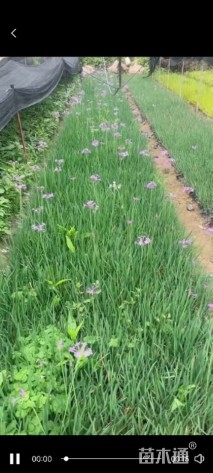 高度20厘米紫娇花