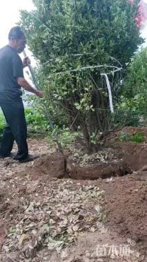 冠幅200厘米大叶黄杨球