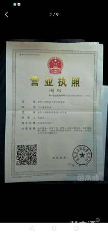 高度40厘米金森女贞