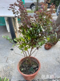 高度30厘米红叶小檗小苗