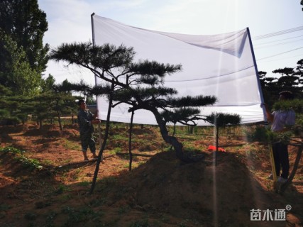 15公分造型黑松