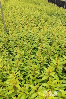 高度30厘米巴西野牡丹