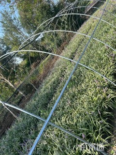 高度30厘米金边麦冬