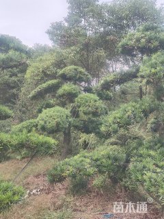 原生苗造型罗汉松