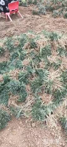 高度10厘米玉龙草