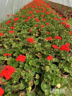 高度15厘米天竺葵