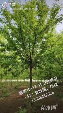 15公分绿叶复叶槭