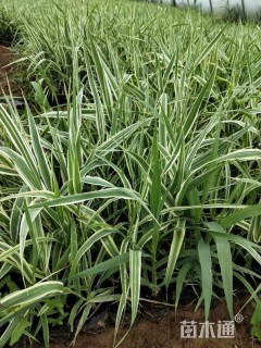 高度25厘米花叶芦竹