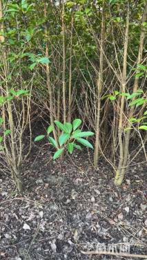 高度180厘米法国冬青