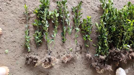 高度30厘米冬青卫矛