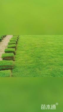 草卷状马尼拉草