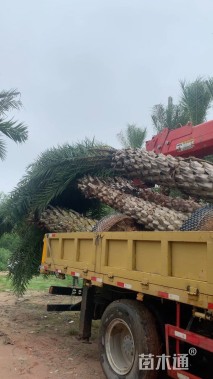 裸干高600厘米中东海枣