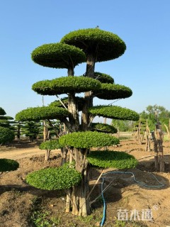 20公分造型对节白蜡