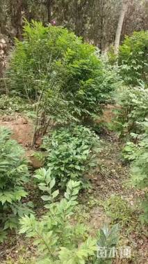 高度120厘米火焰卫矛