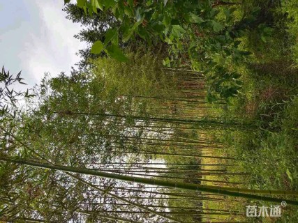 2公分雷竹