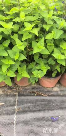 高度25厘米深蓝鼠尾草