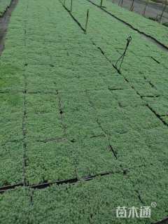 高度10厘米中华景天