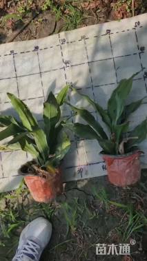 高度25厘米万年青