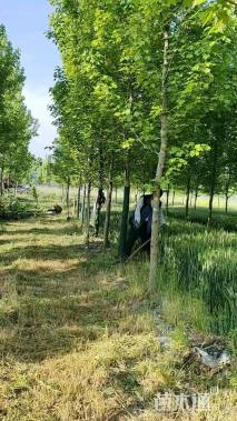 10公分美国红枫