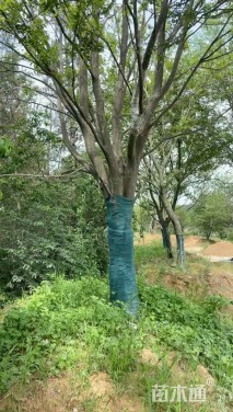 40公分红果冬青