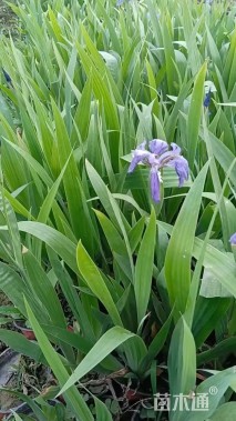 高度20厘米鸢尾