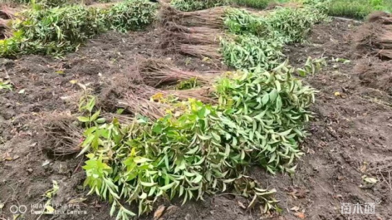 高度50厘米锦带