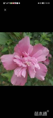 高度150厘米木槿