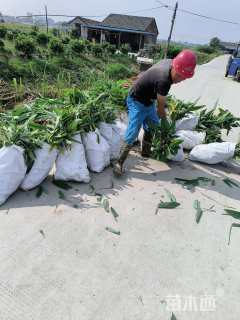 高度50厘米再力花