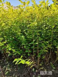 高度40厘米金叶女贞小苗