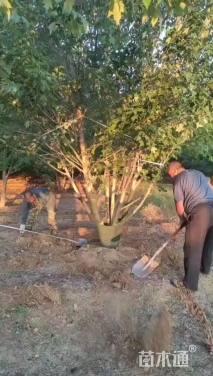 高度600厘米丛生美国红枫