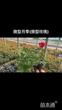 高度30厘米月季