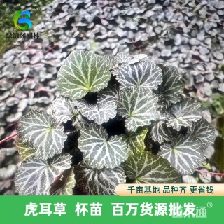 高度30厘米虎耳草