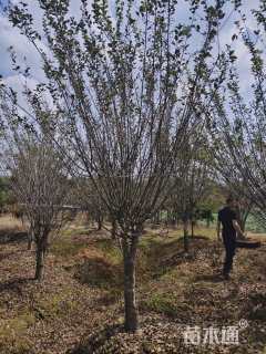 12公分垂丝海棠