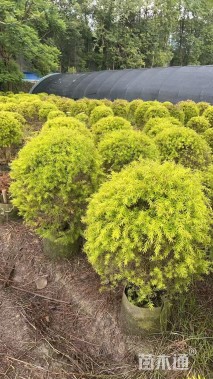 冠幅120厘米千层金球