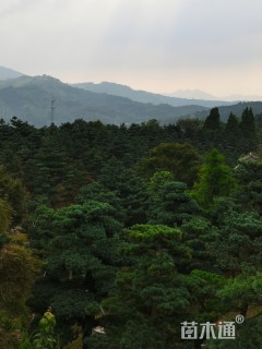 髯毛八角枫