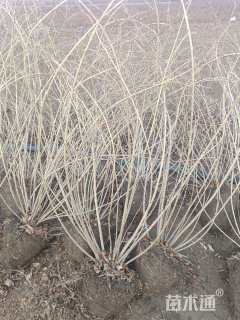 高度1.6厘米连翘