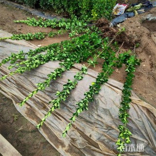 高度150厘米北海道黄杨