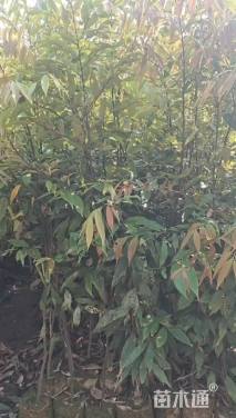 高度70厘米桃金娘