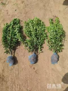 高度70厘米大叶黄杨