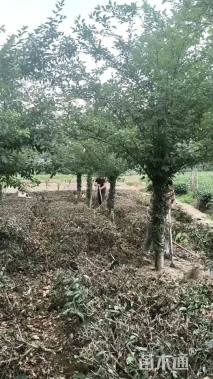 15公分垂丝海棠