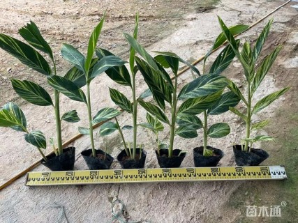 高度30厘米花叶良姜