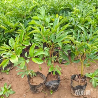 高度45厘米芍药