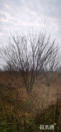 60公分丛生榉树