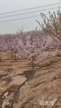 10公分江户彼岸樱