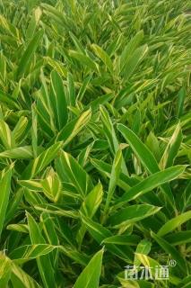 高度40厘米花叶良姜