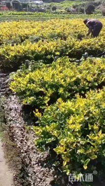 高度70厘米金森女贞