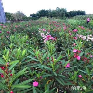 高度40厘米丛生夹竹桃