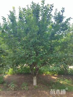 20公分道格海棠